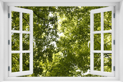 Fototapeta Naklejka Na Ścianę Okno 3D - bright green foliage background of trees