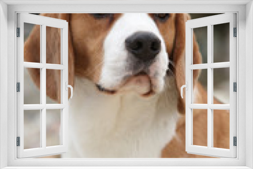 Fototapeta Naklejka Na Ścianę Okno 3D - Gorgeous beagle looking