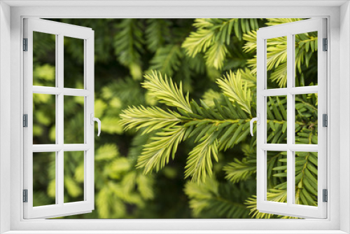Fototapeta Naklejka Na Ścianę Okno 3D - Young shoots of pine tree macro