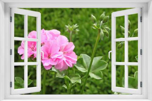Fototapeta Naklejka Na Ścianę Okno 3D - Géranium lierre rose