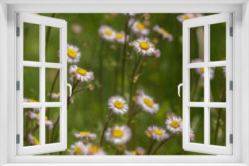 Fototapeta Naklejka Na Ścianę Okno 3D - Bee Flying in a Meadow of Wildflowers