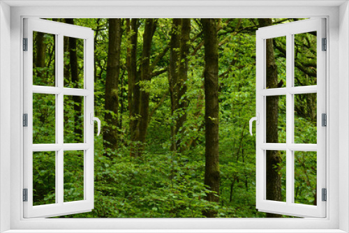 Fototapeta Naklejka Na Ścianę Okno 3D - Vibrant green woodland