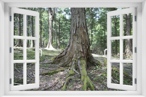 Fototapeta Naklejka Na Ścianę Okno 3D - Big tree that rooted