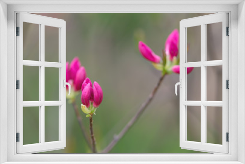 Fototapeta Naklejka Na Ścianę Okno 3D - start blooming rhododendron