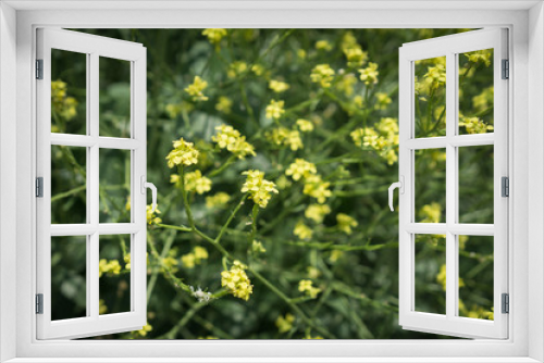 Fototapeta Naklejka Na Ścianę Okno 3D - Groups of Yellow Wildflowers