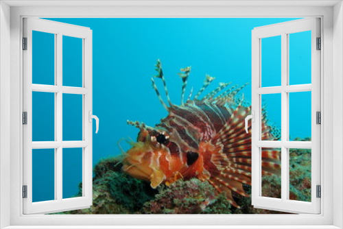 Fototapeta Naklejka Na Ścianę Okno 3D - Small lionfish