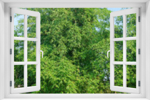Fototapeta Naklejka Na Ścianę Okno 3D - bamboo tree
