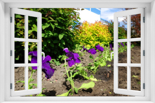 Fototapeta Naklejka Na Ścianę Okno 3D - A row of purple flowers are planted in a garden. The flowers are in full bloom and are surrounded by green bushes. The garden is well-maintained and has a peaceful, serene atmosphere