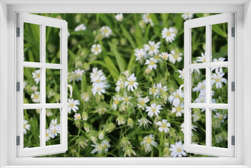 Fototapeta Naklejka Na Ścianę Okno 3D - белые цветы