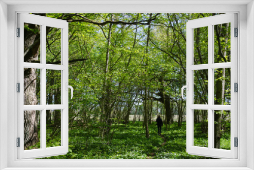 Fototapeta Naklejka Na Ścianę Okno 3D - Walking in the fresh green forest