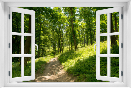 Fototapeta Naklejka Na Ścianę Okno 3D - Forest in backlight with path
