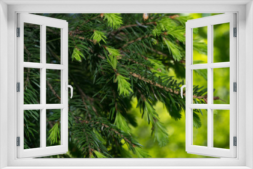 Fototapeta Naklejka Na Ścianę Okno 3D - fir tree