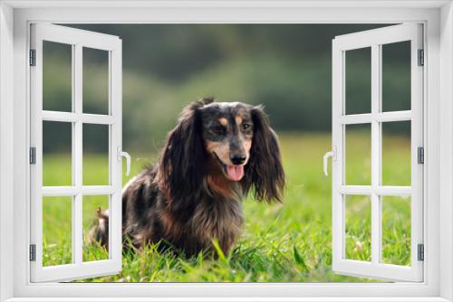 Fototapeta Naklejka Na Ścianę Okno 3D - a miniature long haired dachshund