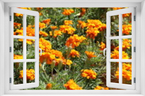 Fototapeta Naklejka Na Ścianę Okno 3D - Orange flowers blooming in the park