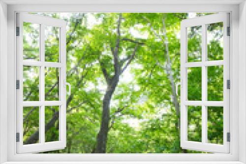Fototapeta Naklejka Na Ścianę Okno 3D - 新緑の木々