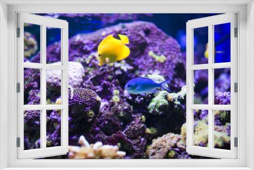 Fototapeta Naklejka Na Ścianę Okno 3D - sea fish