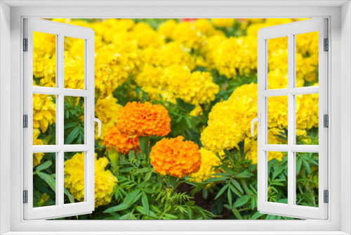 Fototapeta Naklejka Na Ścianę Okno 3D - French marigold in summer/Orange marigold flowers