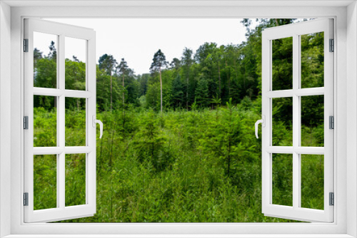 Fototapeta Naklejka Na Ścianę Okno 3D - Neuanpflanzung von jungen Laubbäumen im Mischwald