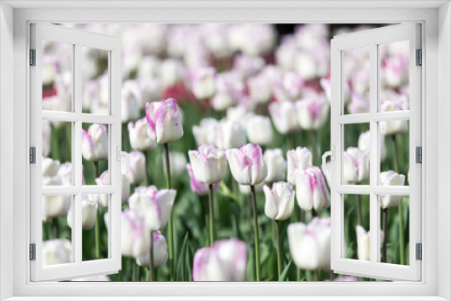 Fototapeta Naklejka Na Ścianę Okno 3D - Tulip Field