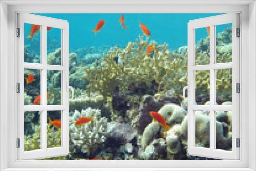 Fototapeta Naklejka Na Ścianę Okno 3D - coral reef with fishes anthias in tropical sea, underwater