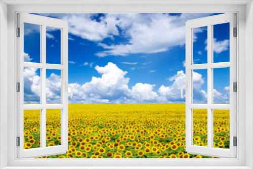 Fototapeta Naklejka Na Ścianę Okno 3D - sunflower