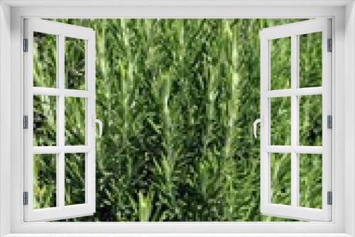 Fototapeta Naklejka Na Ścianę Okno 3D - green background aromatic rosemary leaves