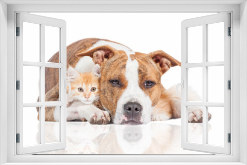 Fototapeta Naklejka Na Ścianę Okno 3D - American staffordshire terrier dog with little red kitten