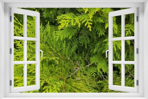 Fototapeta Naklejka Na Ścianę Okno 3D - photo texture of green leaf background