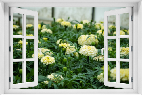 Fototapeta Naklejka Na Ścianę Okno 3D - Cream Marigolds Blooming in Greenhouse