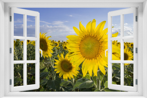 Fototapeta Naklejka Na Ścianę Okno 3D - Sunflower, Species, Helianthus annuus, crop landscape, Andalusia
