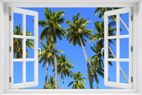 Fototapeta Naklejka Na Ścianę Okno 3D - Towering Coconut Trees