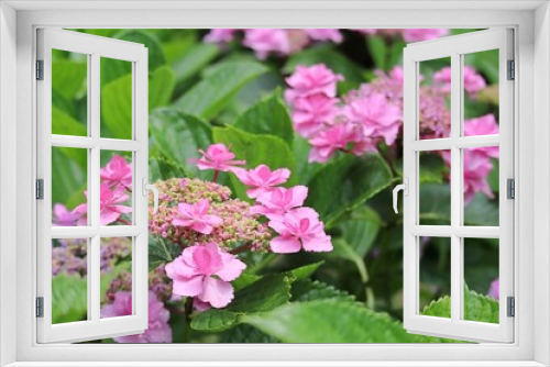 Fototapeta Naklejka Na Ścianę Okno 3D - 梅雨の可愛いアジサイの花 星の桜