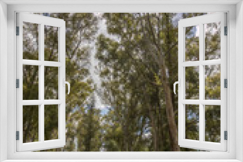 Fototapeta Naklejka Na Ścianę Okno 3D - View of a park with eucalyptus trees against a blue sky with white clouds.