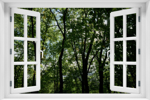 Fototapeta Naklejka Na Ścianę Okno 3D - Tranquil Forest Canopy Under the Warm Sunlight Nature Landscape Photography of Wooded Area on Sunny Day