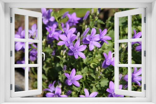 Fototapeta Naklejka Na Ścianę Okno 3D - Glockenblumen im Steingarten