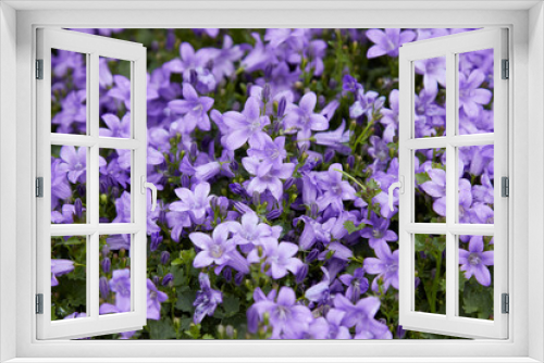 Fototapeta Naklejka Na Ścianę Okno 3D - Campanula trachelium, bellflower with purple flowers texture background