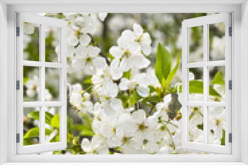 Fototapeta Naklejka Na Ścianę Okno 3D - Kwitnąca gałązka wiśni  w pogodny wiosenny
dzień