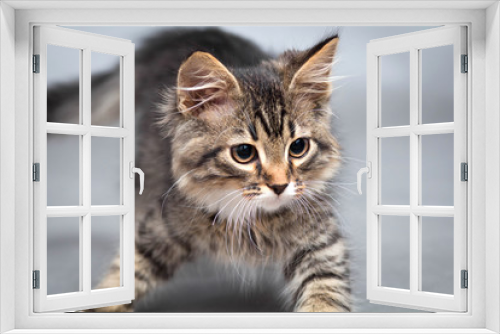 Fototapeta Naklejka Na Ścianę Okno 3D - little fluffy kitten on a gray background