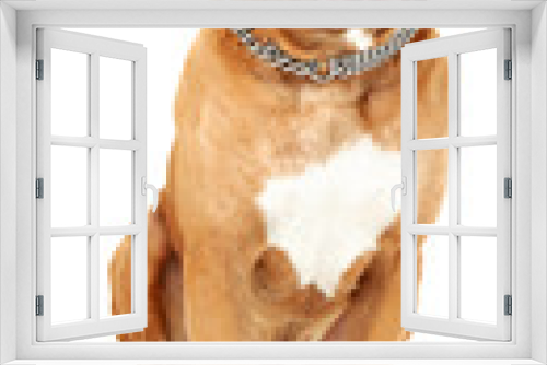 Fototapeta Naklejka Na Ścianę Okno 3D - Cute dog isolated on white background