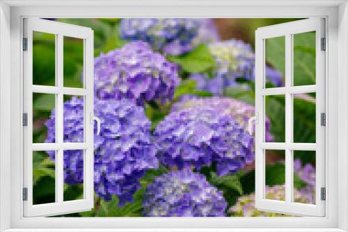 Fototapeta Naklejka Na Ścianę Okno 3D - 梅雨に咲く紫陽花
