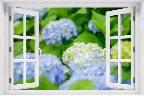 Fototapeta Naklejka Na Ścianę Okno 3D - 青い紫陽花

