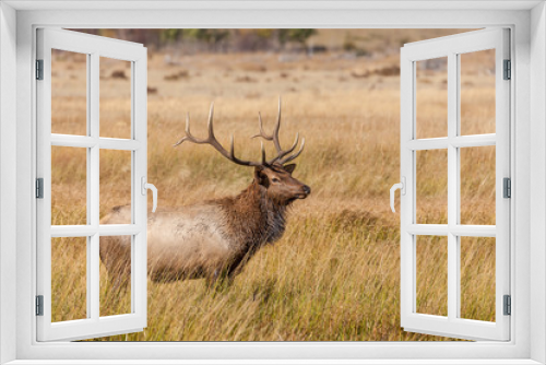 Fototapeta Naklejka Na Ścianę Okno 3D - Bull Elk in the Rut