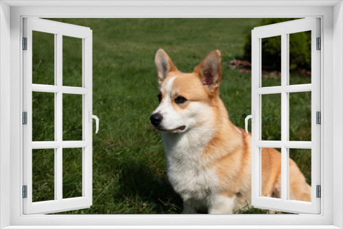 Fototapeta Naklejka Na Ścianę Okno 3D - Corgi puppy at a photo shoot, Funny Pets.
