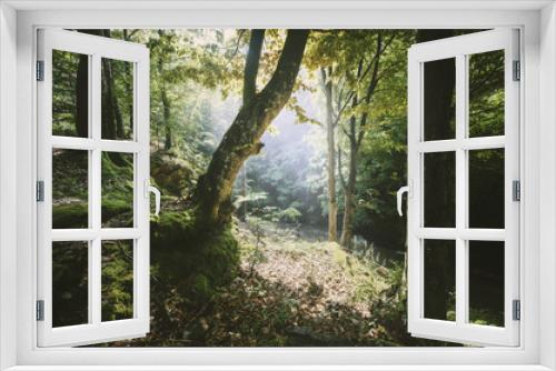 Fototapeta Naklejka Na Ścianę Okno 3D - sun beam in green forest