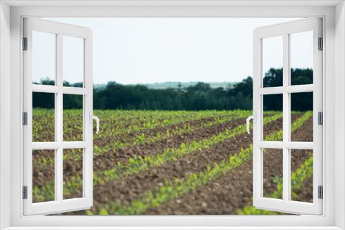 Fototapeta Naklejka Na Ścianę Okno 3D - Cornfield with Forrest