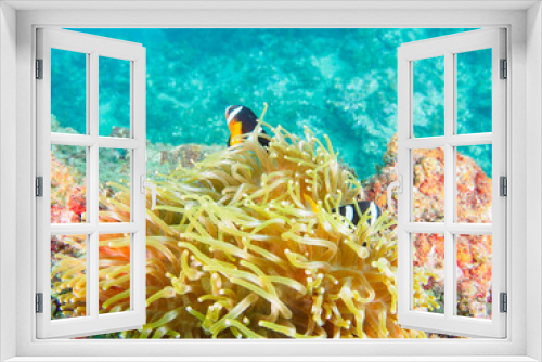 Fototapeta Naklejka Na Ścianę Okno 3D - 美しいイソギンチャク畑の可愛いクマノミ（クマノミ亜科）のペア。

日本国静岡県伊豆半島賀茂郡南伊豆町中木から渡し船で渡るヒリゾ浜にて。
2022年10月水中撮影。

The Lovely Yellowtail clownfish (Amphiprion clarkii) Pair in Beautiful Sea Anemones,
