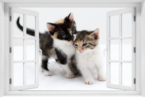 Fototapeta Naklejka Na Ścianę Okno 3D - kittens