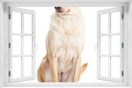 Fototapeta Naklejka Na Ścianę Okno 3D - Labrador Crossbreed Dog Sitting Looking to Side
