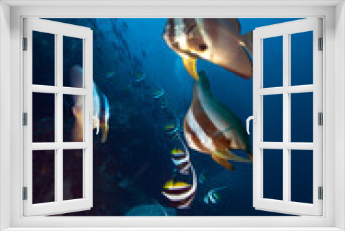 Fototapeta Naklejka Na Ścianę Okno 3D - Underwater coral reef landscape in the deep blue ocean with colorful fish and marine life.
