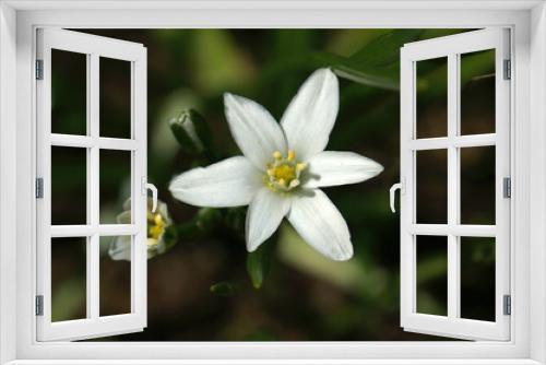 Fototapeta Naklejka Na Ścianę Okno 3D - цветы